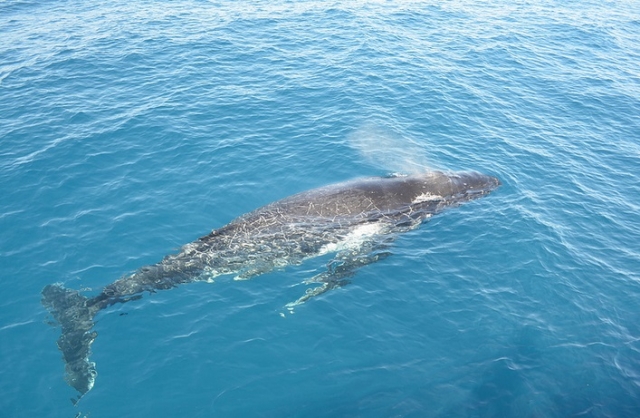  whales in the ocean 
